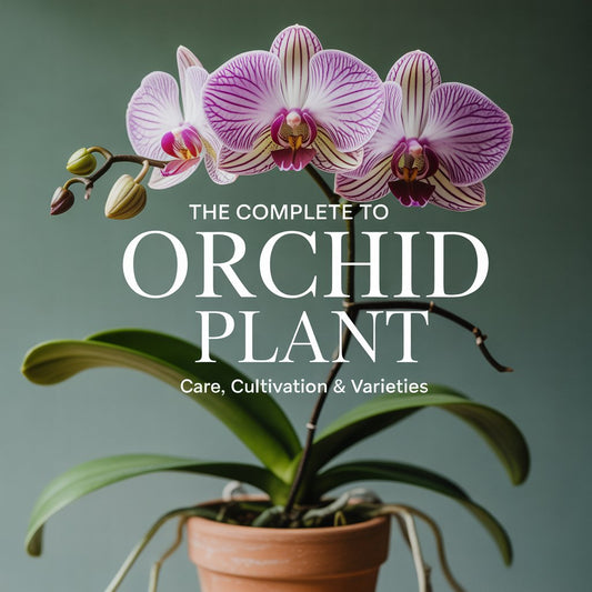 The Complete Guide to Orchid Plant