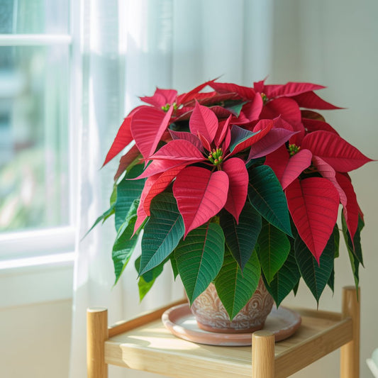 Healthy indoor poinsettia plant placed in bright indirect light, showing vibrant red bracts and proper watering care setup