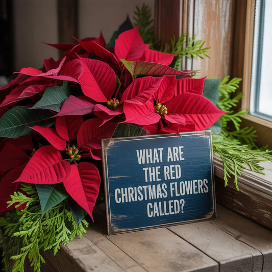 Bright red poinsettias and amaryllis holiday arrangement, symbolizing joy, love, and festive Christmas décor in Manhattan, NYC.