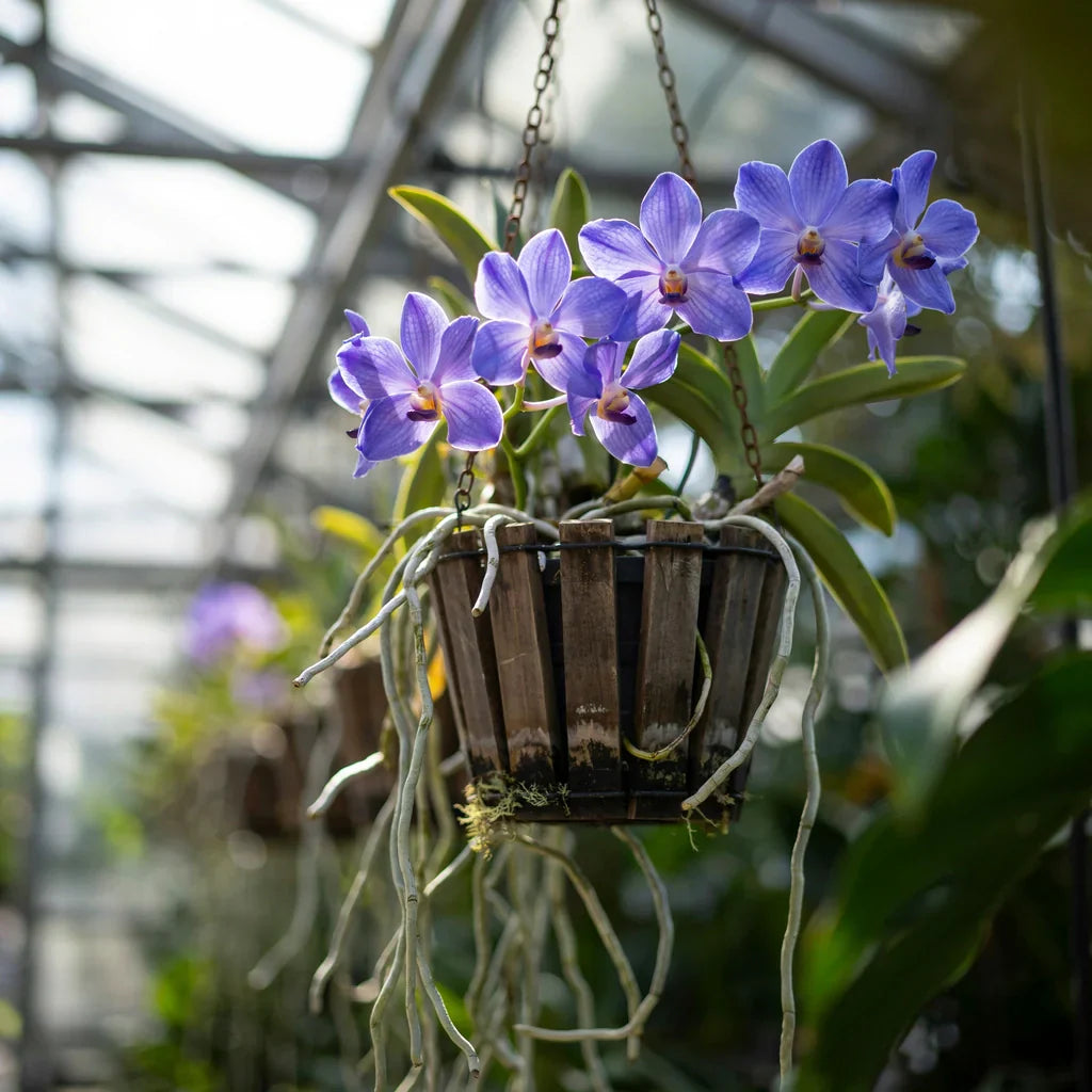 Beautiful Vanda orchid with vibrant blooms and aerial roots growing in a hanging basket under bright tropical light