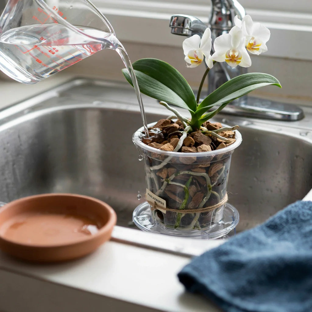 Healthy orchid roots in bark potting mix being watered correctly with room-temperature water in a sink