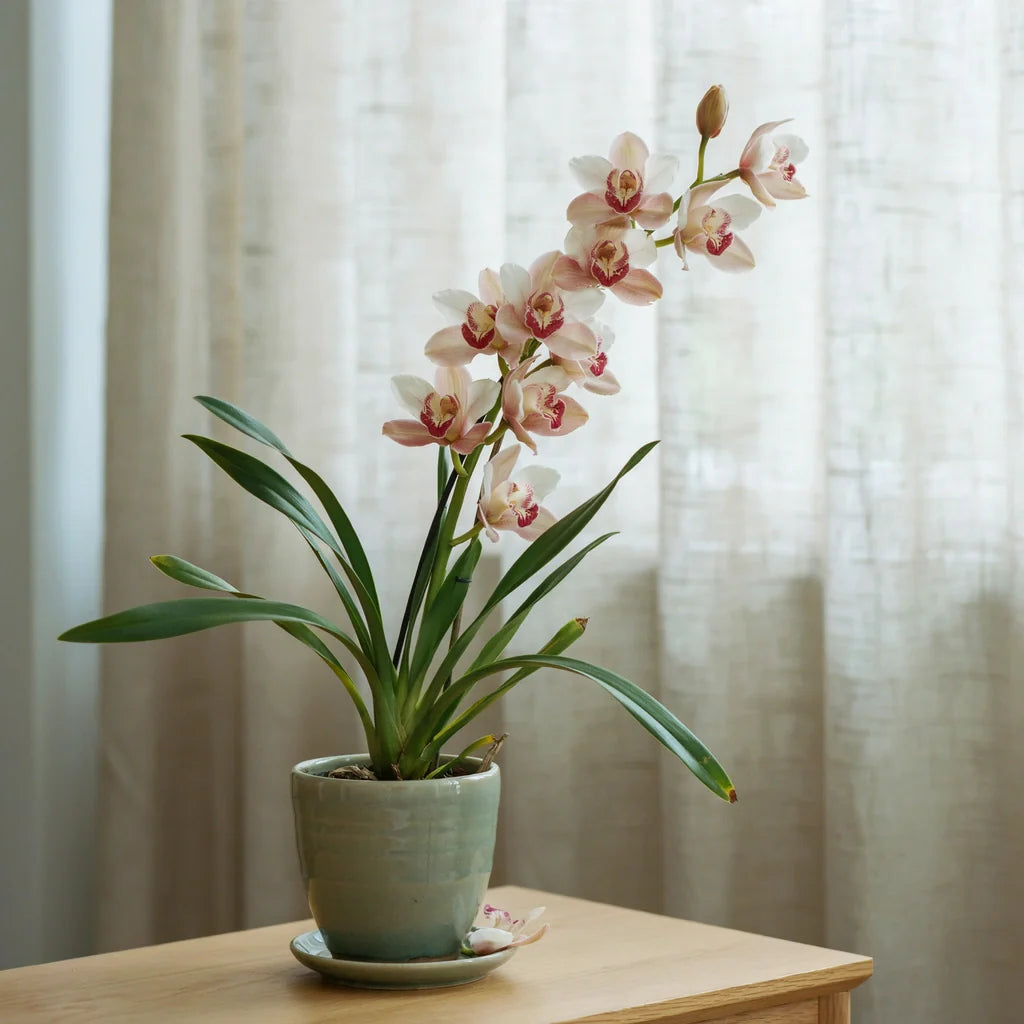 Elegant Cymbidium orchid with arching flower spikes and long-lasting blooms growing in a decorative indoor pot