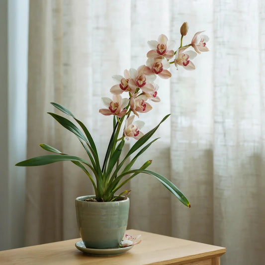 Elegant Cymbidium orchid with arching flower spikes and long-lasting blooms growing in a decorative indoor pot