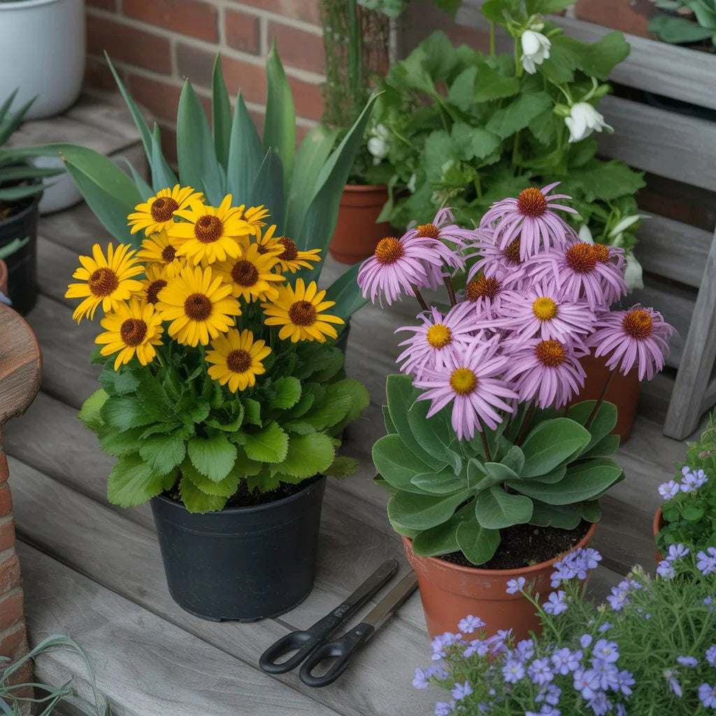 Manhattan florist caring for perennial fall flowers — cutback and mulch guide by Black Petals.