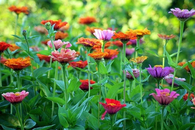 What Flowers Bloom All Summer? Discover Long-Lasting Color for Your Garden - Black Petals