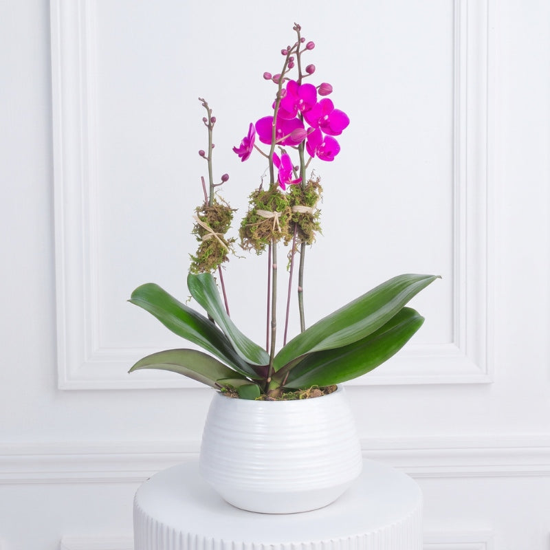 Magenta Orchid - Black Petals