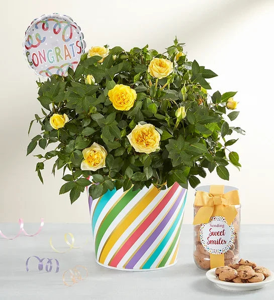 Congratulations Rose Plant