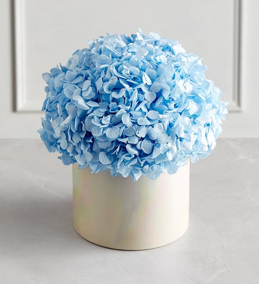Best Magnificent Roses Preserved Domani Blue Hydrangea
