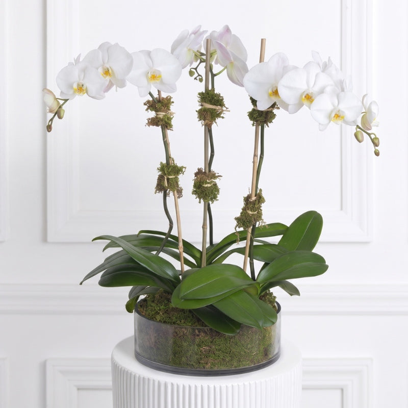 Triple White Orchid - Black Petals