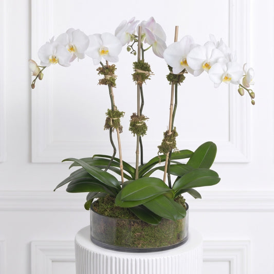 Triple White Orchid - Black Petals