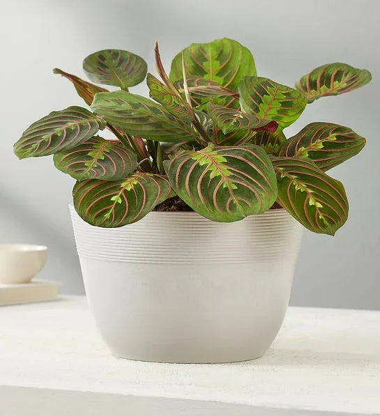 Red Maranta Prayer Plant - Black Petals