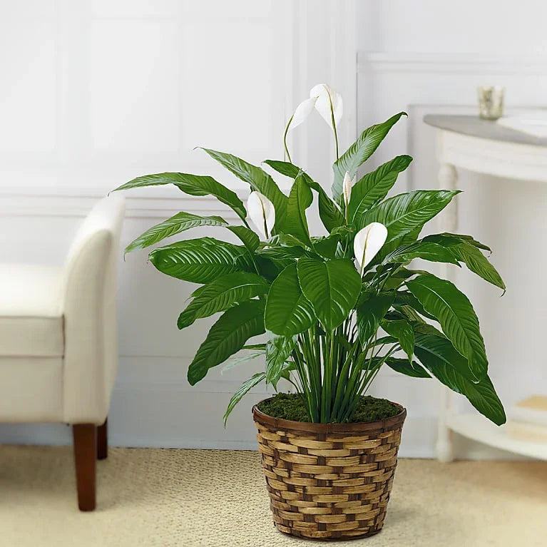 Calm Soul Peace Lily - Black Petals