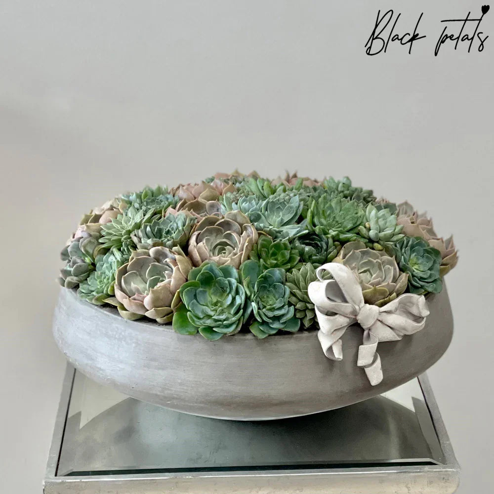 BP Succulents - Black Petals