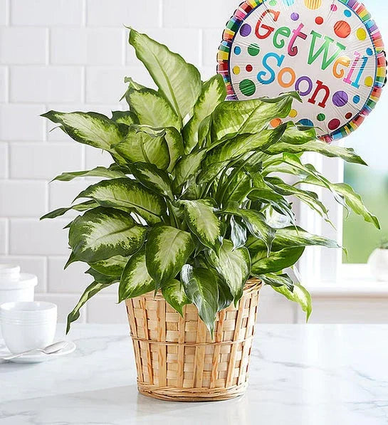 Get Well Green Plant - Black Petals
