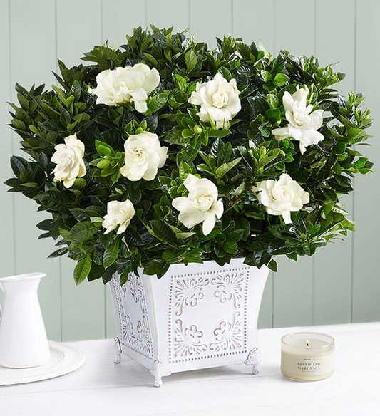 Exclusive Grand Gardenia