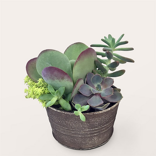 Lush Succulent Garden