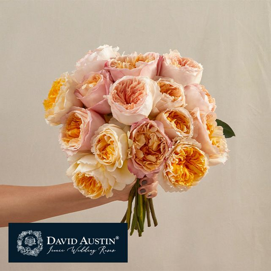 Diana’s Grace Blooms