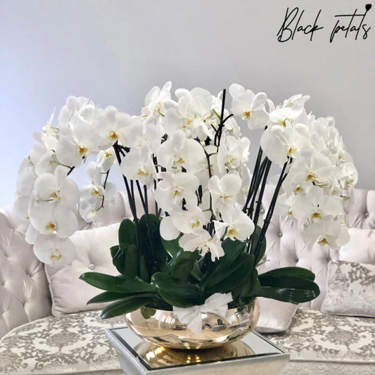 Wonderfull Avenue of Orchids flower