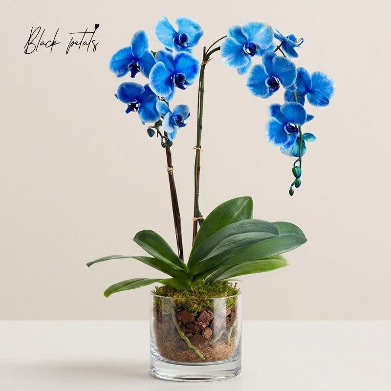 Beautiful Blue Phalaenopsis Orchid - Black Petals