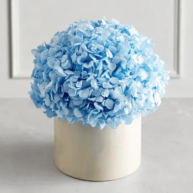 Best Magnificent Roses Preserved Domani Blue Hydrangea - Black Petals