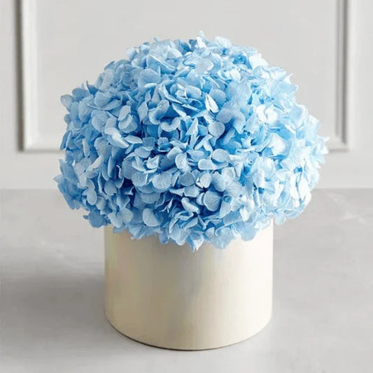 Best Magnificent Roses Preserved Domani Blue Hydrangea - Black Petals