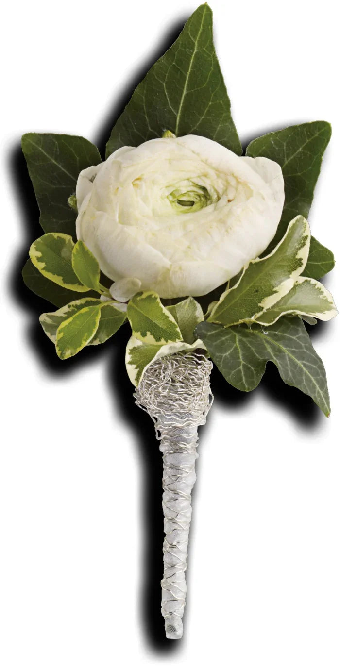 Elegant white ranunculus boutonniere with variegated and ivy leaves, wrapped stem on white background