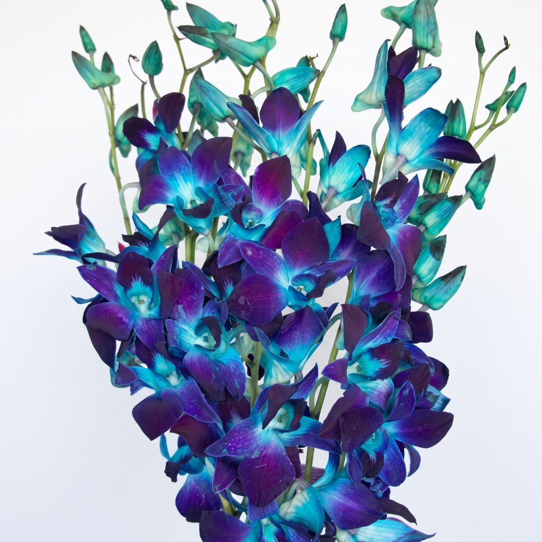 Vibrant blue and deep purple Dendrobium orchids featuring striking turquoise centers, delicate petals, and elegant floral stems.