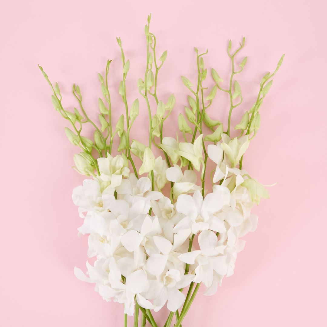 Elegant white Dendrobium orchids featuring delicate ivory petals, fresh green buds, and graceful stems against a soft pink background.