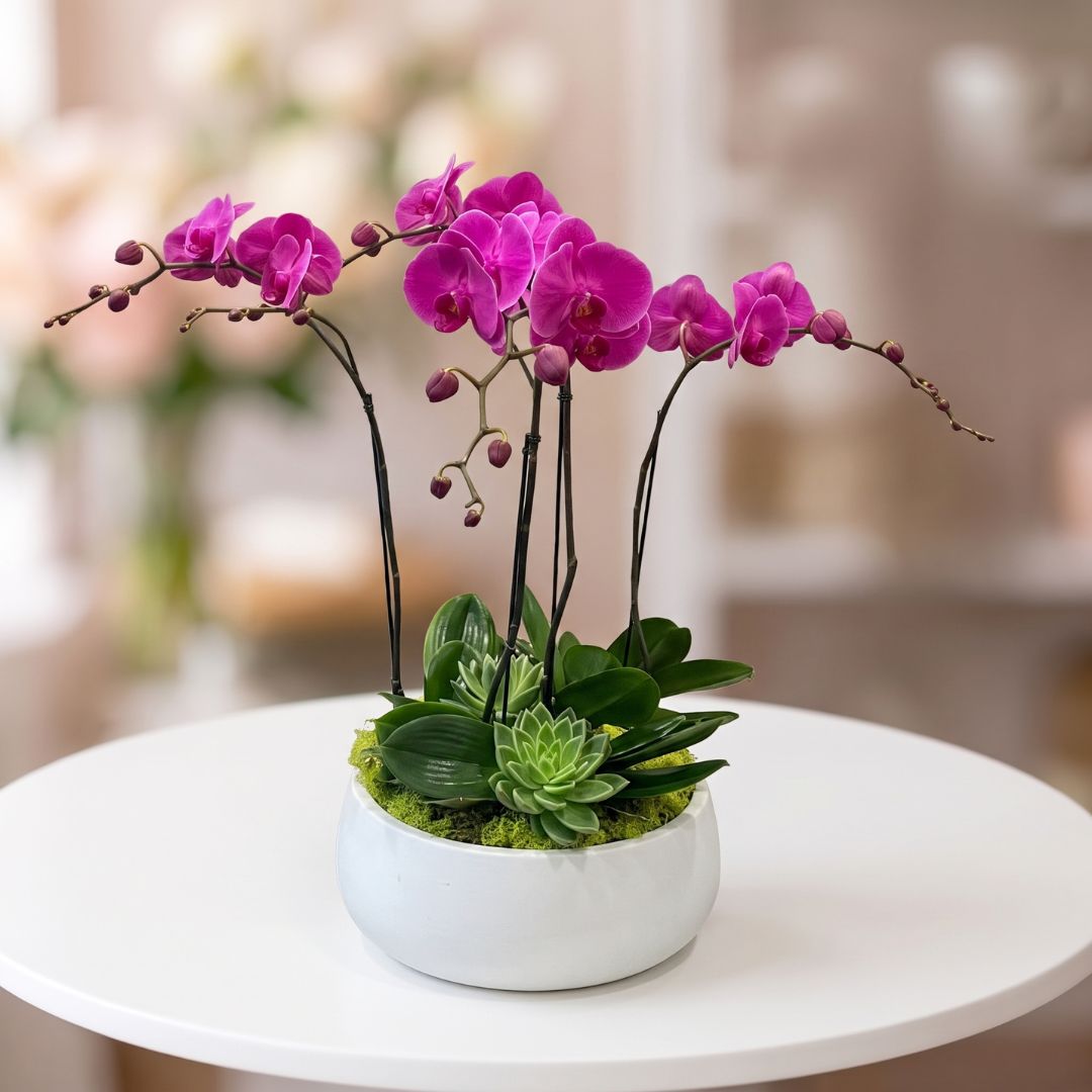 Vibrant fuchsia Phalaenopsis orchids arranged with lush green foliage, decorative succulents, and natural moss in an elegant white ceramic planter, perfect for luxury floral gifting in NYC.