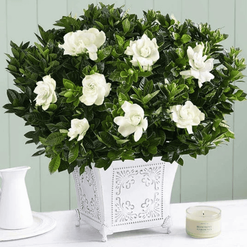 Exclusive Grand Gardenia - Black Petals