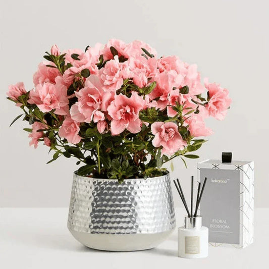 Exclusive Pretty Pink Azalea - Black Petals