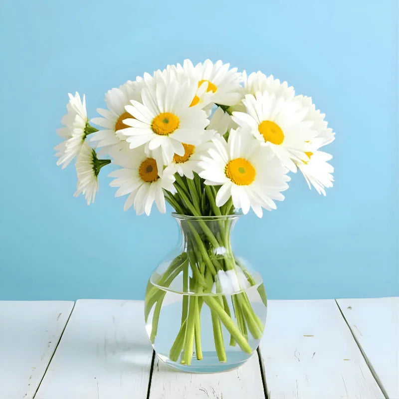 Happy Daisy - Black Petals