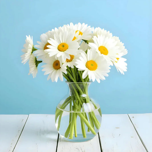 Happy Daisy - Black Petals