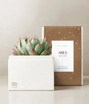 Lula's Garden Aries Bliss Succulent Garden - Black Petals