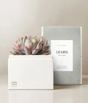 Lula's Garden Aries Bliss Succulent Garden - Black Petals