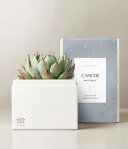 Lula's Garden Aries Bliss Succulent Garden - Black Petals