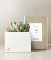 Lula's Garden Aries Bliss Succulent Garden - Black Petals