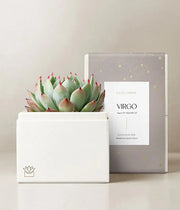 Lula's Garden Aries Bliss Succulent Garden - Black Petals