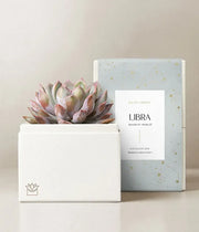 Lula's Garden Aries Bliss Succulent Garden - Black Petals