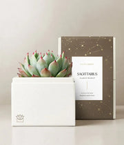 Lula's Garden Aries Bliss Succulent Garden - Black Petals