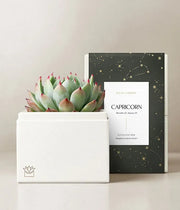 Lula's Garden Aries Bliss Succulent Garden - Black Petals
