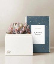 Lula's Garden Aries Bliss Succulent Garden - Black Petals