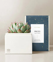 Lula's Garden Aries Bliss Succulent Garden - Black Petals