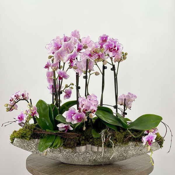 White mini orchid plant