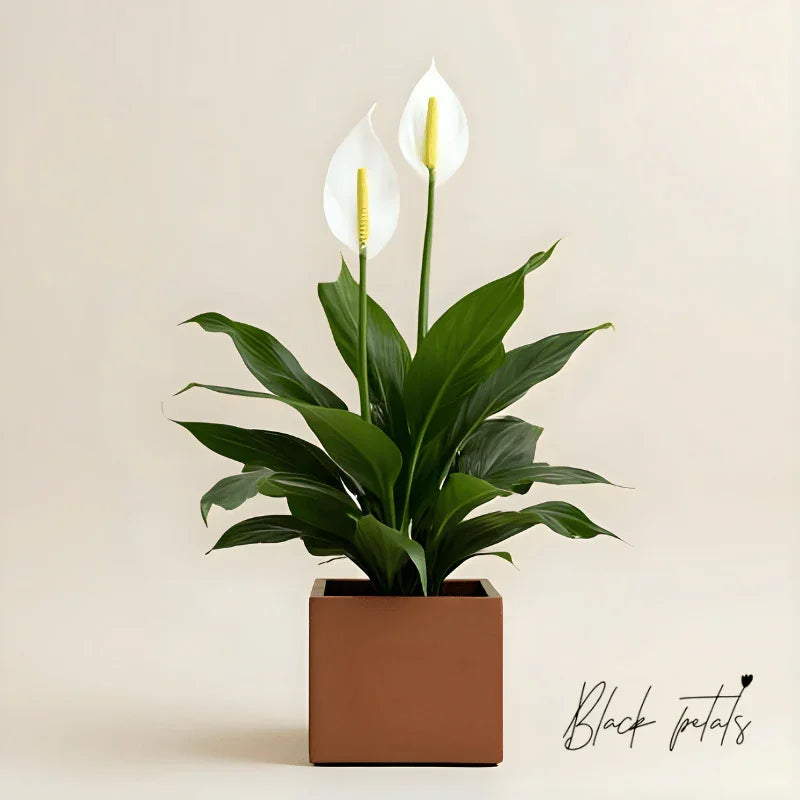 Lovely One Spathiphyllum Plant - Black Petals