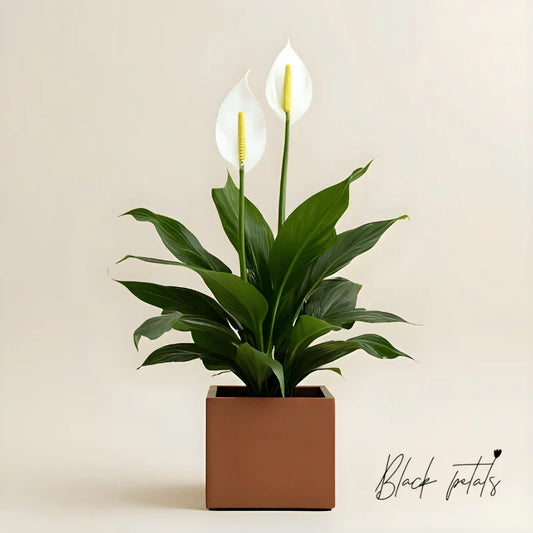 Lovely One Spathiphyllum Plant - Black Petals