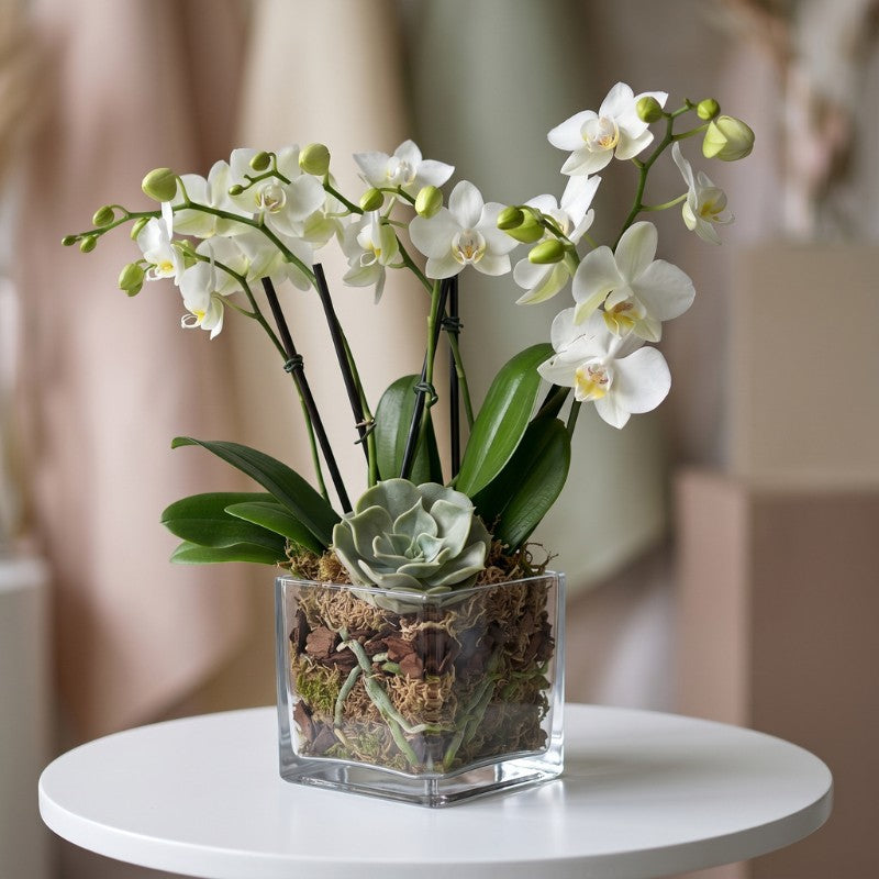 Elegant mini white orchid plant in a glass cube container with moss and succulent, ideal for home décor, gifting, and office spaces.