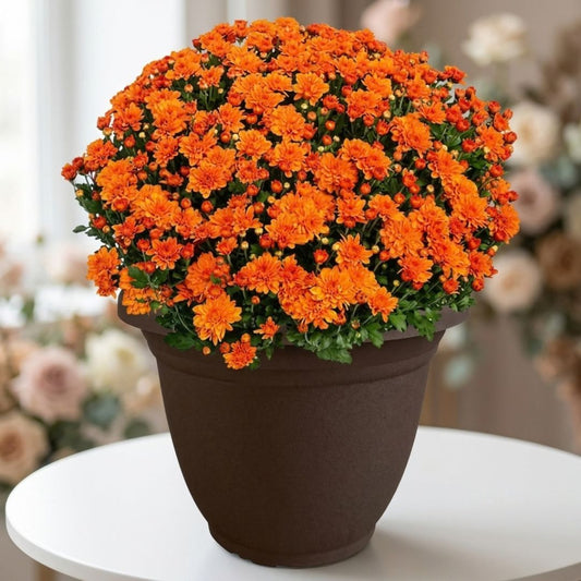 Potted orange chrysanthemum plant by Black Petals, fall mums delivered same day across NYC and Manhattan