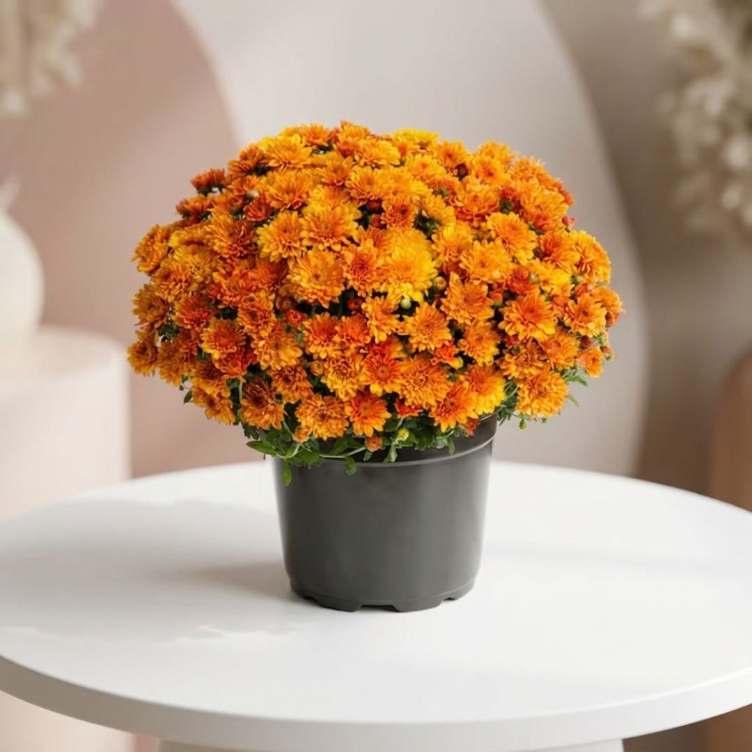 Potted pink chrysanthemum plant by Black Petals, vibrant fall mums delivered same day in NYC and Manhattan
