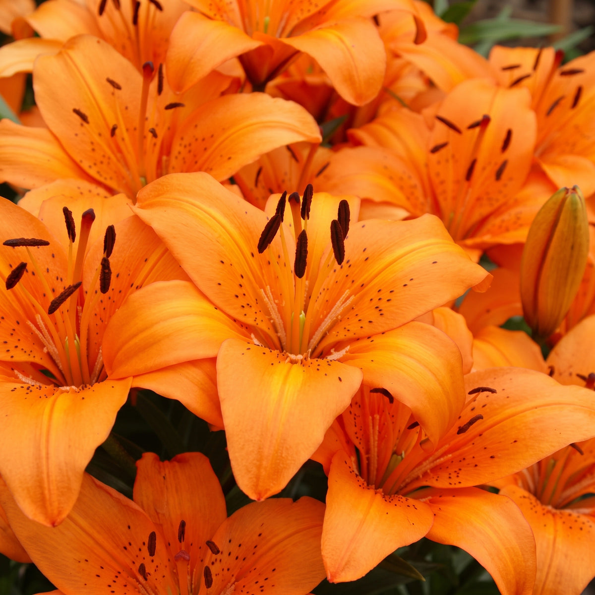 Sunset Orange Lilies arrangement featuring vibrant orange lily stems with open blooms and unopened buds.